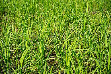 《彩虹棉花小魔女》重制版5＆9登陆各平台